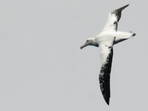 wandering albatros